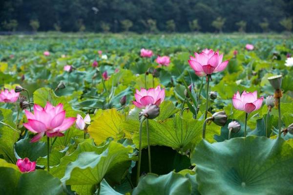 荷花之谜，五行格局揭秘：颠覆传统，性格解析新视角