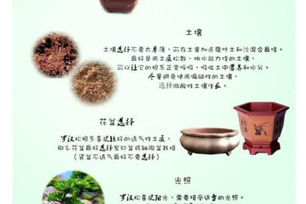 性格解析：松树五行属性揭示你的独特魅力