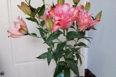 生日送百合花，象征纯洁与祝福