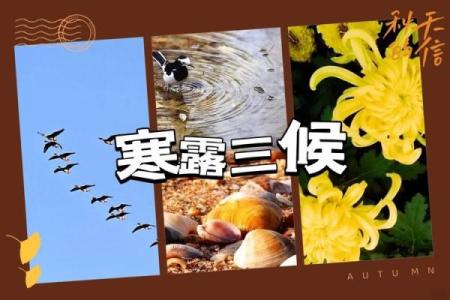 寒露时节的诗意与自然应变之美
