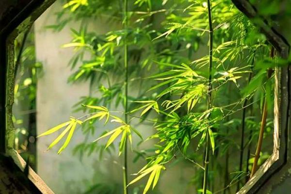 竹子五行属性大揭秘:反而揭示你的真实性格,告别误解 竹子五行属性大揭秘:反而揭示你的真实性格,告别误解