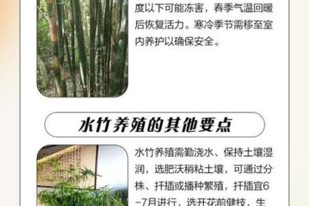 竹子五行属性大揭秘：反而揭示你的真实性格，告别误解