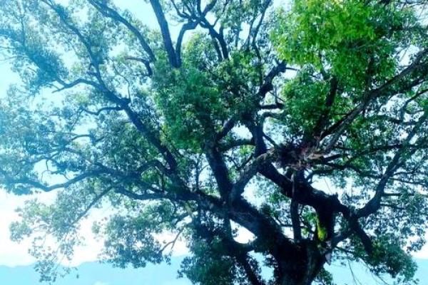 天文视角下的夏季大暑节令与天文现象 天文视角下的夏季大暑节令与天文现象
