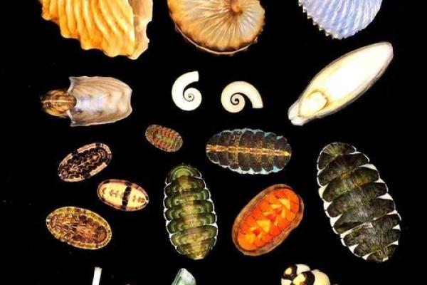 贝壳五行属什么?揭秘你的性格密码,颠覆传统认知 贝壳五行属什么?揭秘你的性格密码,颠覆传统认知