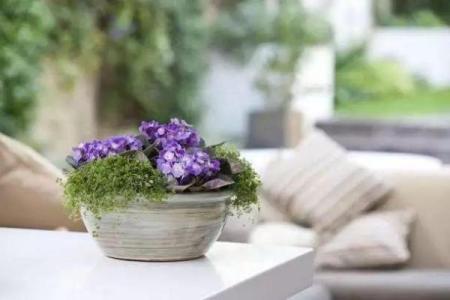 鄢颇命理的误区:你以为的八字破解其实是错的!