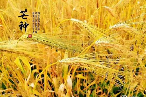 古老农耕节令与现代生活的奇妙契合