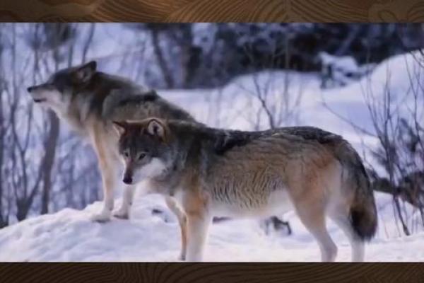 川字五行格局反而提升：避开常见误区，找到你的成功之道