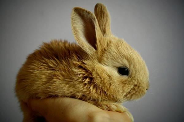 如何改变命运:鼠兔相刑不等于不幸,背后隐藏着什么? 如何改变命运:鼠兔相刑不等于不幸,背后隐藏着什么?